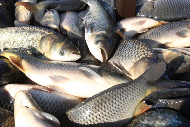 1694052521492589.jpg 淡水魚.jpg