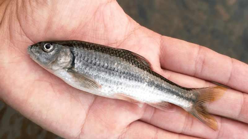 1694138646493198.png 魚類生長緩慢.png